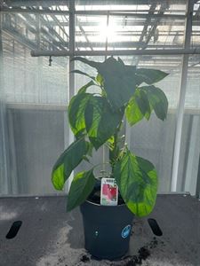 Afbeelding van Paprika Rood TP23cm